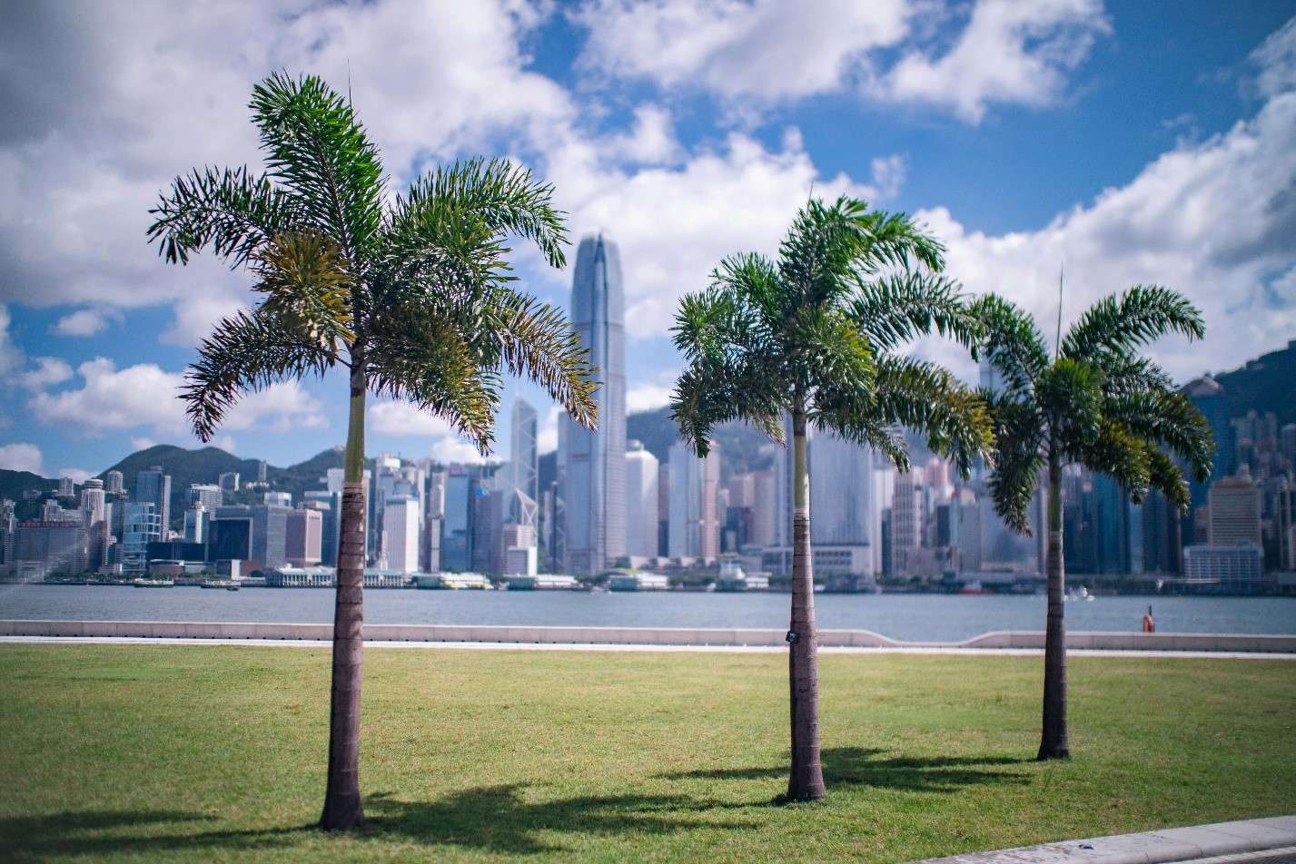 Three Palm Trees in the Foreground Frame the Scene, Highlighting a Backdrop of Towering Skyscrapers