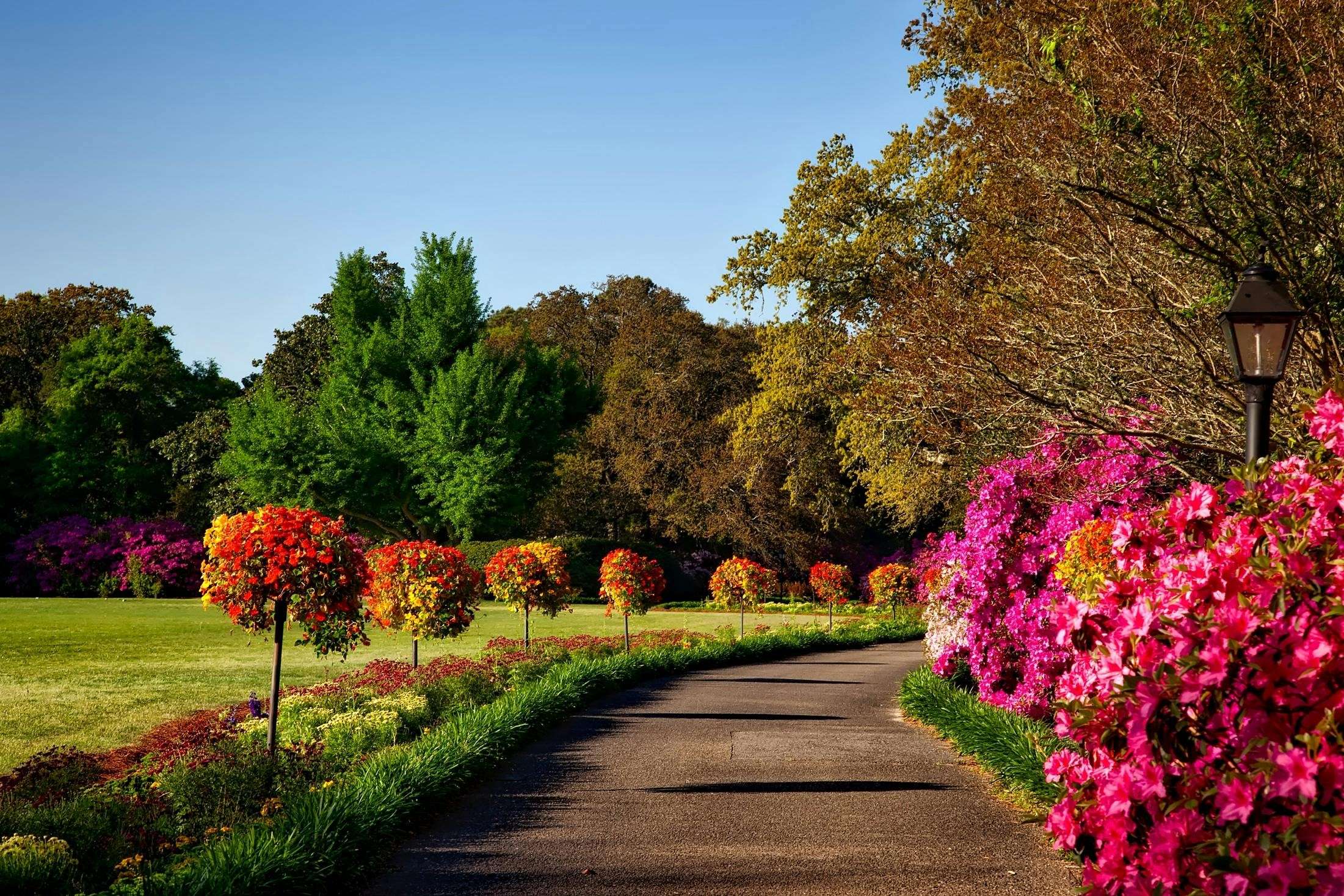 A Picturesque Park Pathway Lined with Vibrant, Multicolored Flowers and Lush Green Trees Under a Clear Blue Sky